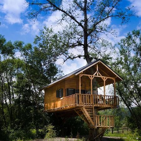Cuibul Vulturilor - Casuta In Copac Villa Moisei Exteriör bild